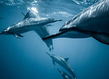 莫兰特复出献两双杰克逊24分5封盖 灰熊大胜雄鹿